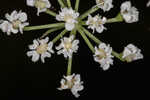 Coastal plain angelica